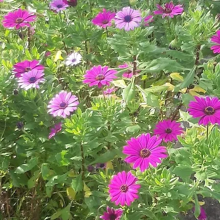 Casa Do Sobral * Óbidos