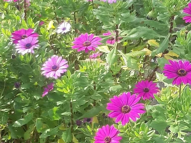 Casa Do Sobral * Óbidos